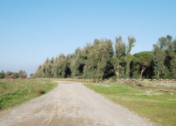 Associazione I’M dice no alla Pineta in affitto