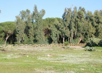 Pineta, chiarimenti dal Sindaco