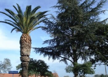 Punteruolo rosso, a Rossano i primi interventi