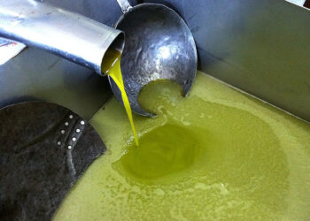 Finto olio d’oliva italiano venduto a Petilia Policastro