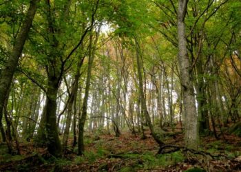 Emergenza centrali biomassa, manca la materia prima