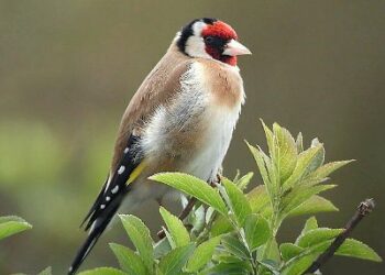 Leggere Insieme: Fasanella racconta ‘Alasto’…storia di un cardellino’