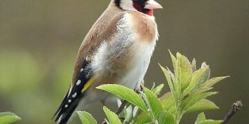 Leggere Insieme: Fasanella racconta ‘Alasto’…storia di un cardellino’