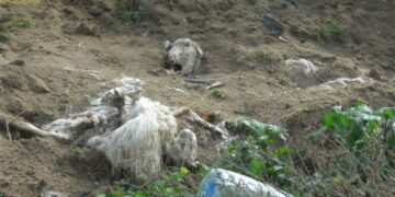 Scoperto cimitero di ovini in periferia di Rocca di Neto