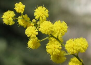 8 marzo, occasione per dire No alla violenza sulle Donne