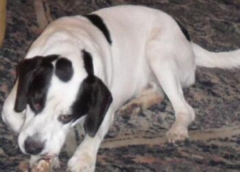 Cane Beagle smarrito a Ciro’ Marina, aiutatemi