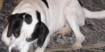 Cane Beagle smarrito a Ciro’ Marina, aiutatemi