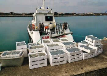 Sequestrati oltre 100 chili di bianchetto nel rossanese