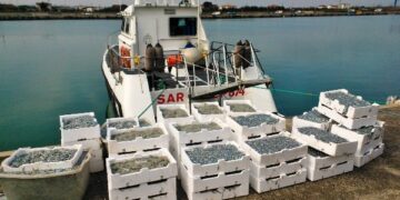 Sequestrati oltre 100 chili di bianchetto nel rossanese