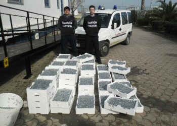 Sequestrati oltre 500 kg di ‘bianchetto’