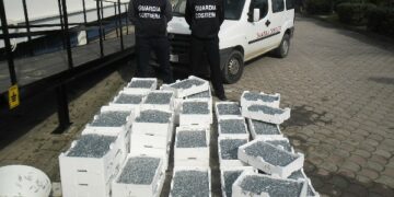 Sequestrati oltre 500 kg di ‘bianchetto’