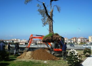 Ulivi tra le vie a Rossano, operazione culturale