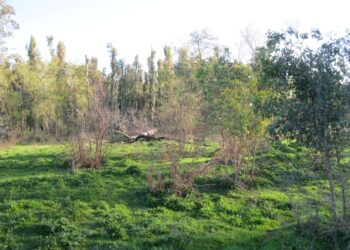 Aeroporto, cosa c’e’ dietro le bugie di Antonella Stasi?