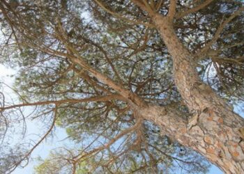 Pineta: 360, sbigottiti da risposta maggioranza CCG