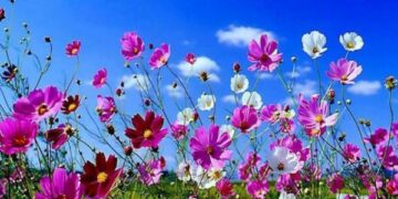 L’Orchestra ‘Vincenzo Scaramuzza’ da il benvenuto alla Primavera