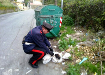 Salvati sei cuccioli dai carabinieri di Ciro’