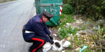 Salvati sei cuccioli dai carabinieri di Ciro’