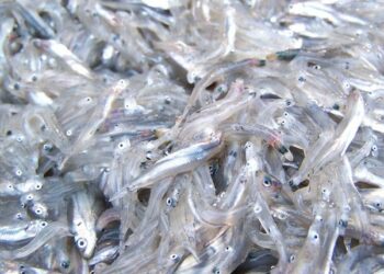 Sequestrati 2 tonnellate di ‘bianchetto’, 3 denunce