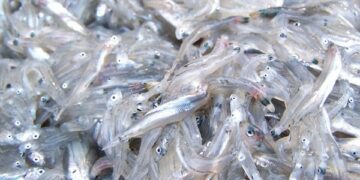 Sequestrati 2 tonnellate di ‘bianchetto’, 3 denunce