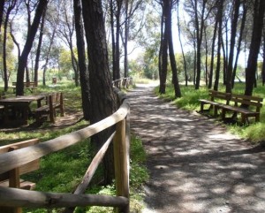 Area pic-nic in Pineta a Cirò Marina