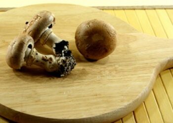 Funghi pregiati, tappa a Strongoli della rassegna nazionale