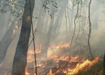 Incendio a Savelli, bruciati 50 ettari di bosco