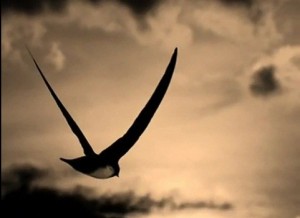 canzone cirotana 'Riturnella'