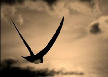 Alla riscoperta della canzone cirotana ‘Riturnella’