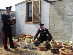 Carpentiere isolitano coltivava marijuana, arrestato