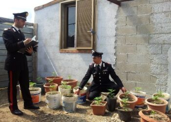 Carpentiere isolitano coltivava marijuana, arrestato
