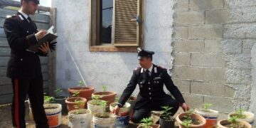 Carpentiere isolitano coltivava marijuana, arrestato