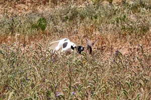 Inaugurazione Zac Fatagò a Cirò Marina (41)