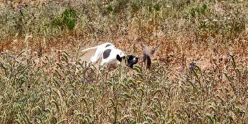 Caccia, la Fidc Ciro’ Marina inaugura la Zona Addestramento Cani