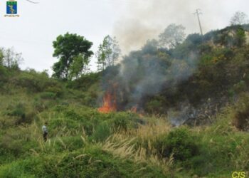 Incendio a Cotronei, forestale individua responsabile