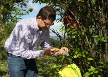 Castanicoltori del Savuto a difesa del Castagno contro i Cinipide