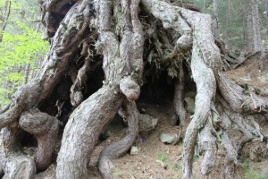 Pino Laricio ultracentenario a Longobucco (2)