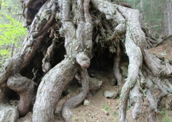 Scoperto Pino Laricio ultracentenario a Longobucco