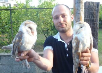 Salvati due Barbagianni a Ciro’ Marina