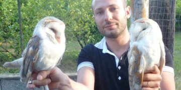 Salvati due Barbagianni a Ciro’ Marina