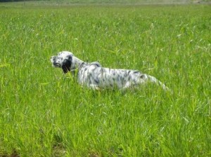 Zona Addestramenti Cani a Cirò Marina