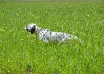 Apre la Zona Addestramento Cani a Ciro’ Marina, domenica l’inaugurazione