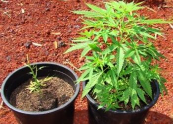 Coltivavano canapa indiana in giardino, 3 arresti ad Amendolara