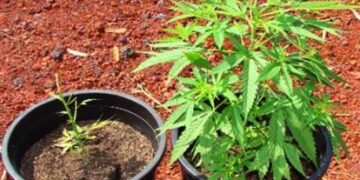 Coltivavano canapa indiana in giardino, 3 arresti ad Amendolara