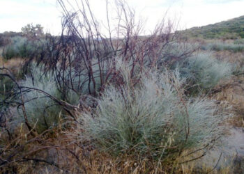 Nell’area SIC delle dune della Marinella di Ciro’, ricresce la ginestra bianca