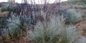 Nell’area SIC delle dune della Marinella di Ciro’, ricresce la ginestra bianca
