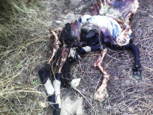 pecora sbranata dai lupi