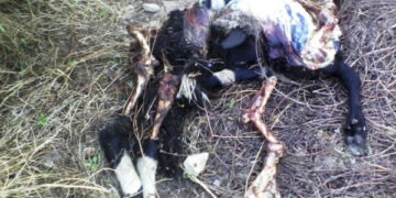 ‘Attenti al lupo’ il grido d’allarme lanciato da molti allevatori del cirotano