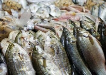 Inizia a Crotone il tour calabrese del ‘Buonpescato italiano’