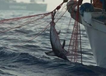 Spadare marocchine invadono i mercati dello stretto