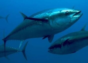 Tonno rosso, divieto di effettuare catture accessorie (by-catch)